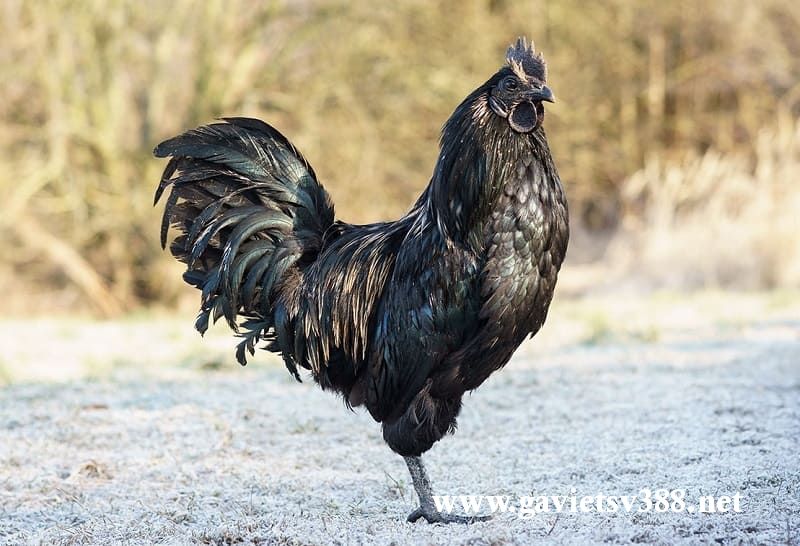 Giống gà mặt quỷ có ngoại hình đen toàn bộ cực kỳ đặc biệt và độc đáo