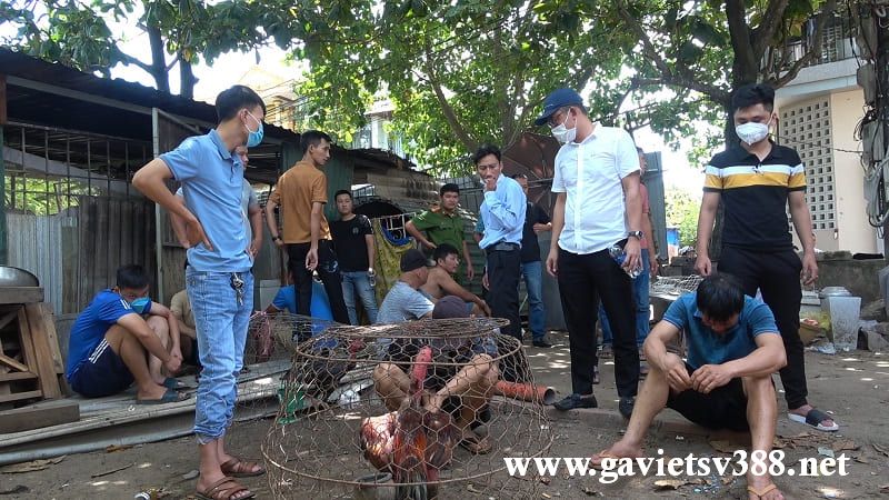 Sới gà khủng hoạt động tại một hẻm cụt ở quận Bình Thạnh, thành phố Hồ Chí Minh