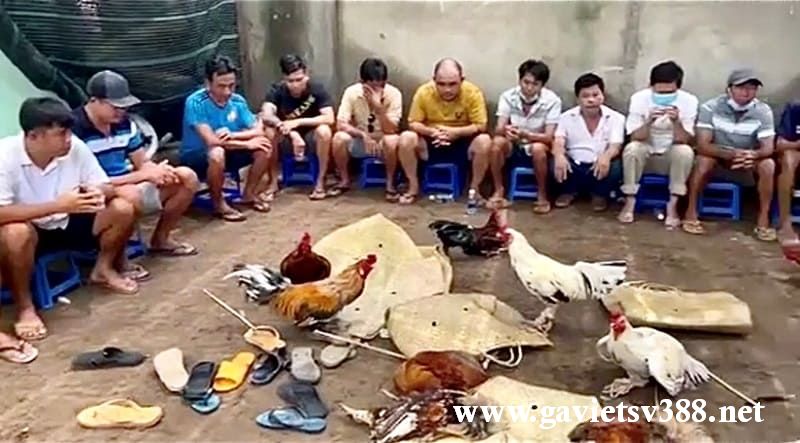 Tìm hiểu về vụ việc trường gà bị công an trinh sát bao vây, bắt giữ tại Quảng Ngãi